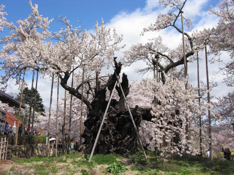 Jindai Zakura 2 Jindai Zakura 2